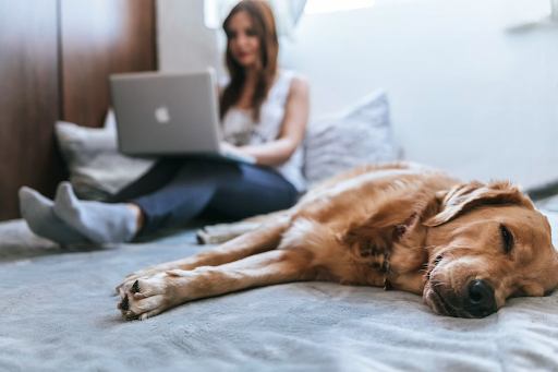 What Makes an Online Pet Care Resource Truly Useful